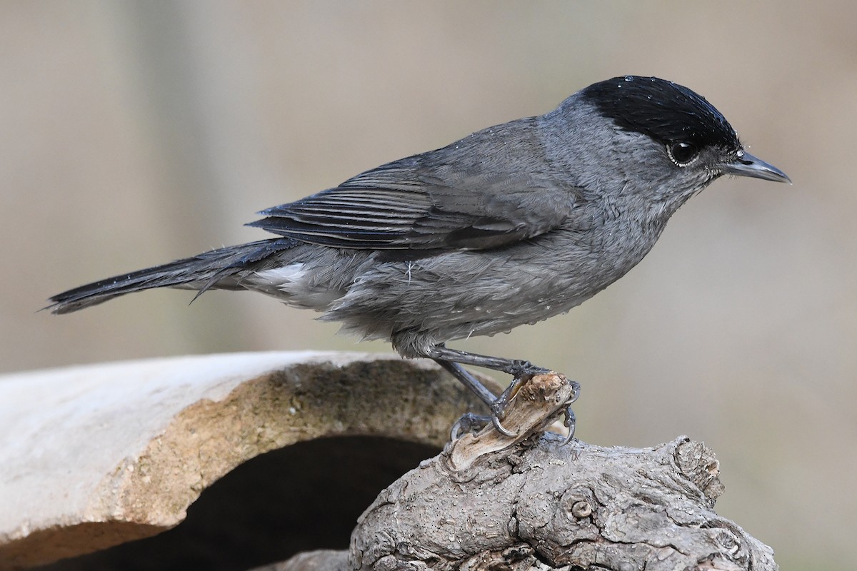 Eurasian Blackcap - ML620493182