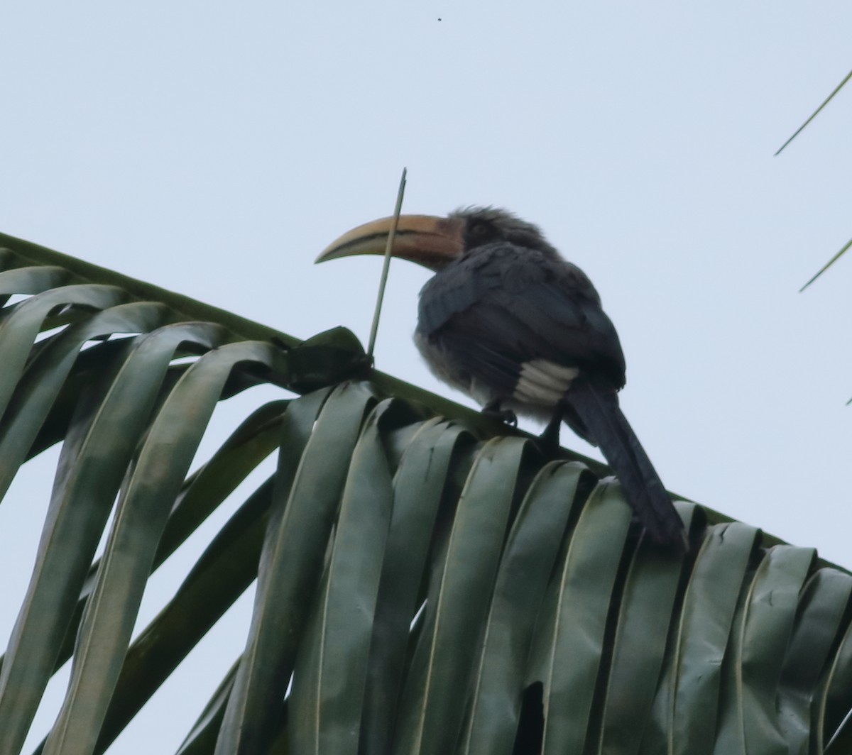 Malabar Gray Hornbill - ML620493184