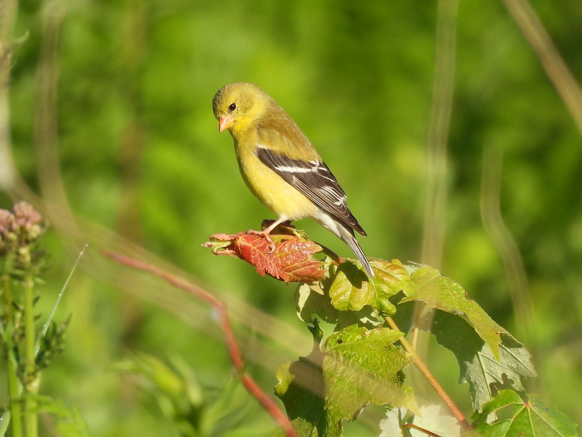 American Goldfinch - Annik Paquet