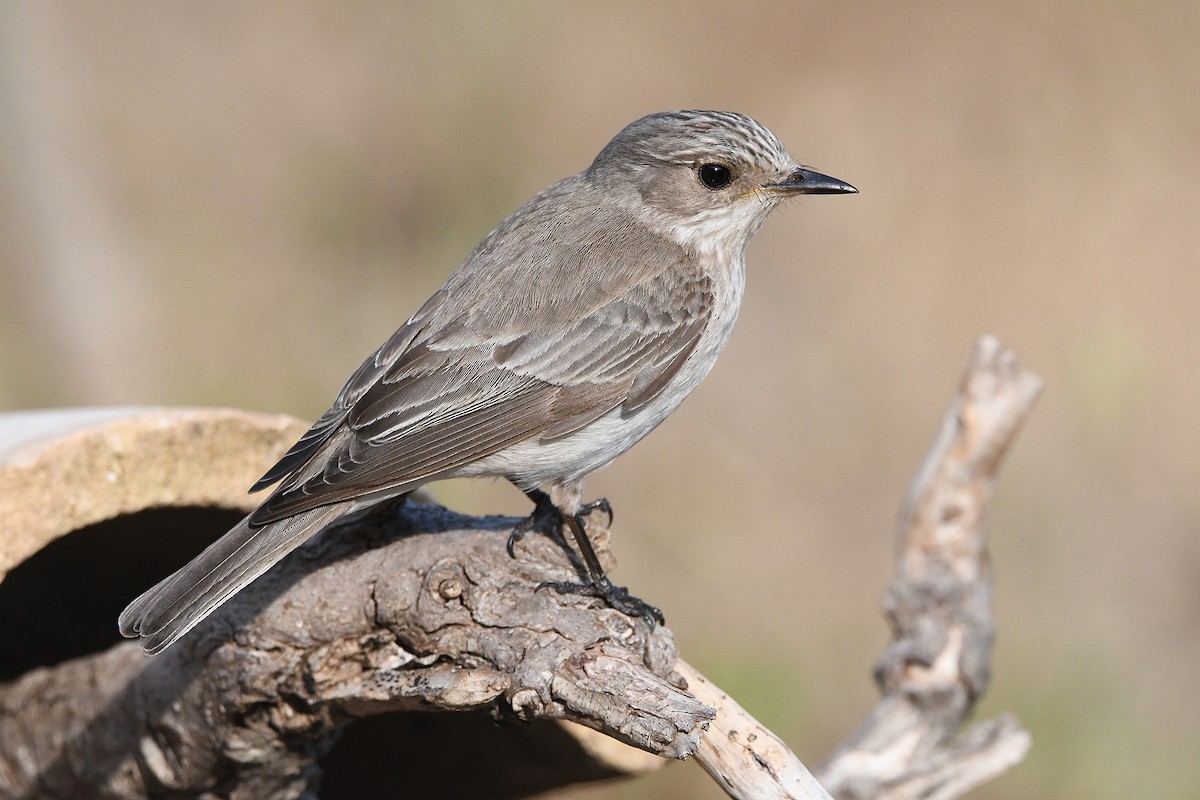 Spotted Flycatcher (Mediterranean) - ML620493191