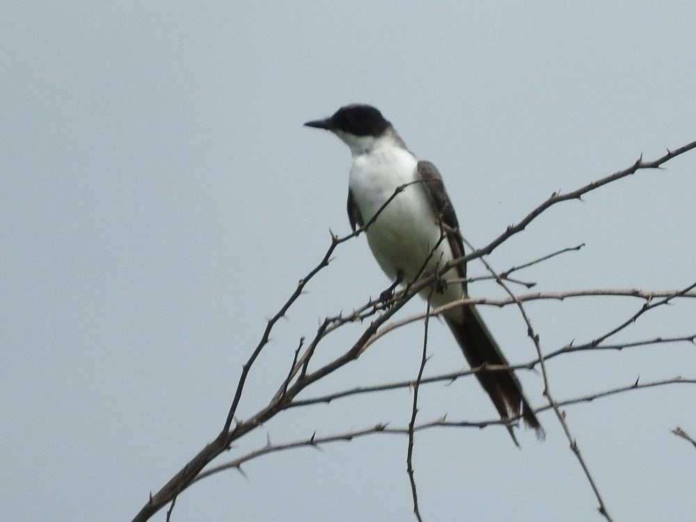 Fork-tailed Flycatcher - ML620493192