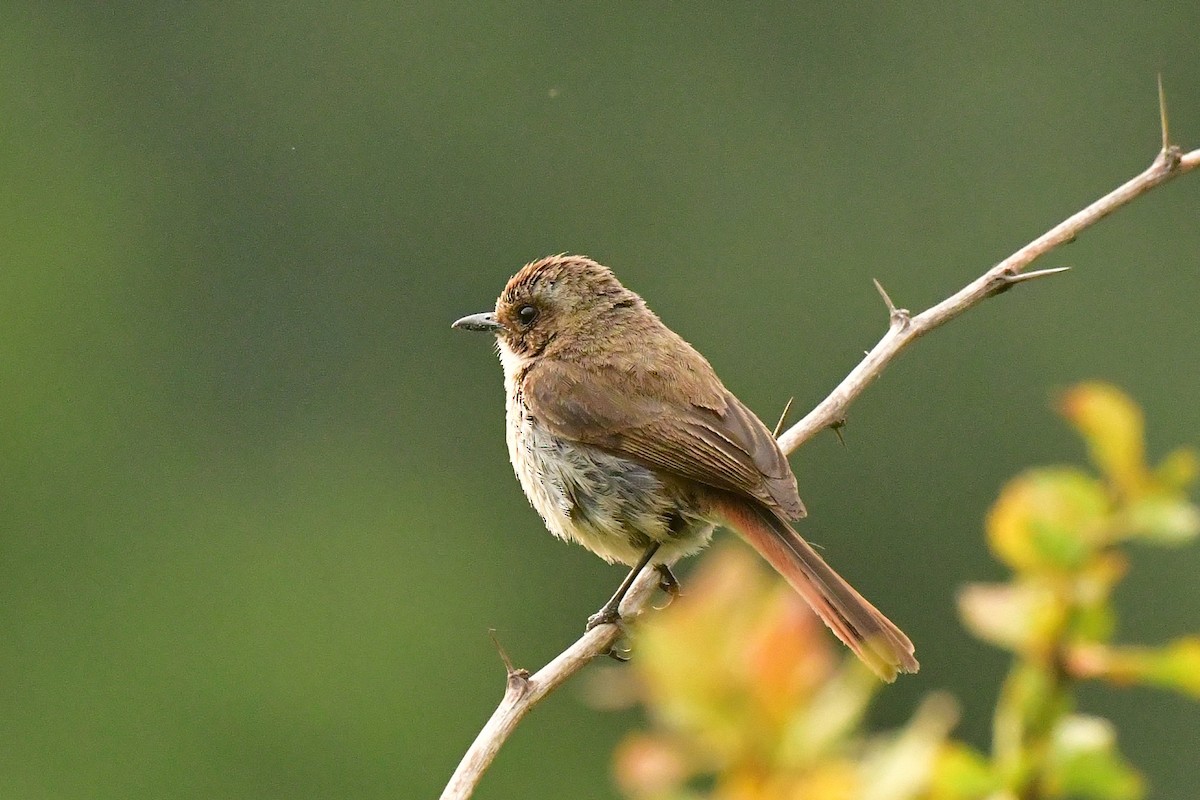 Gray Bushchat - ML620493196