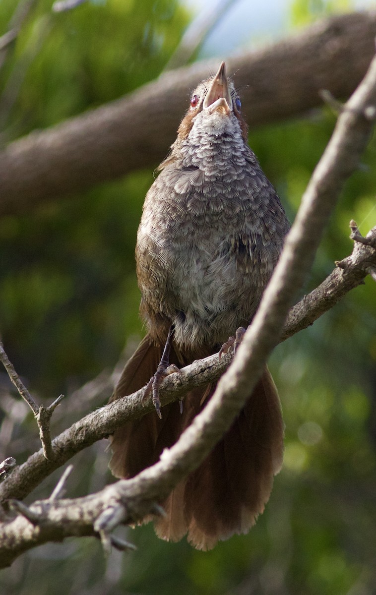 Rotkopf-Borstenvogel - ML620493203