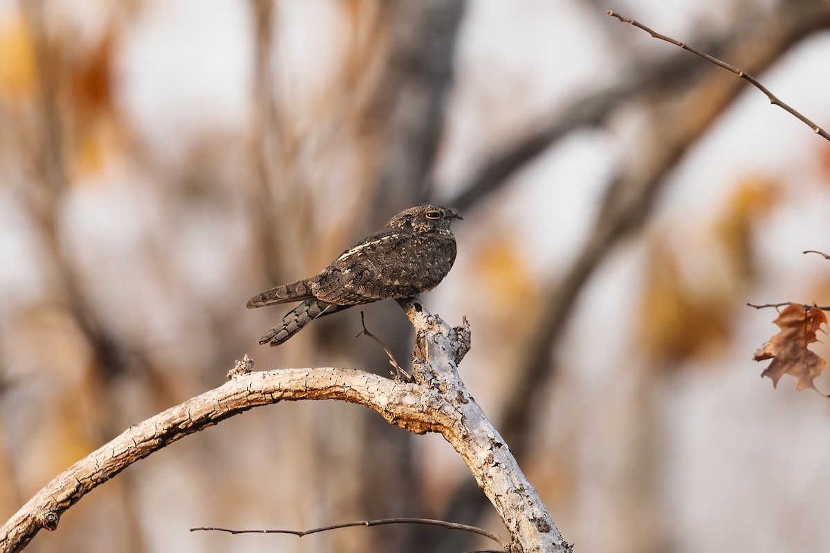 Savanna Nightjar - ML620493204