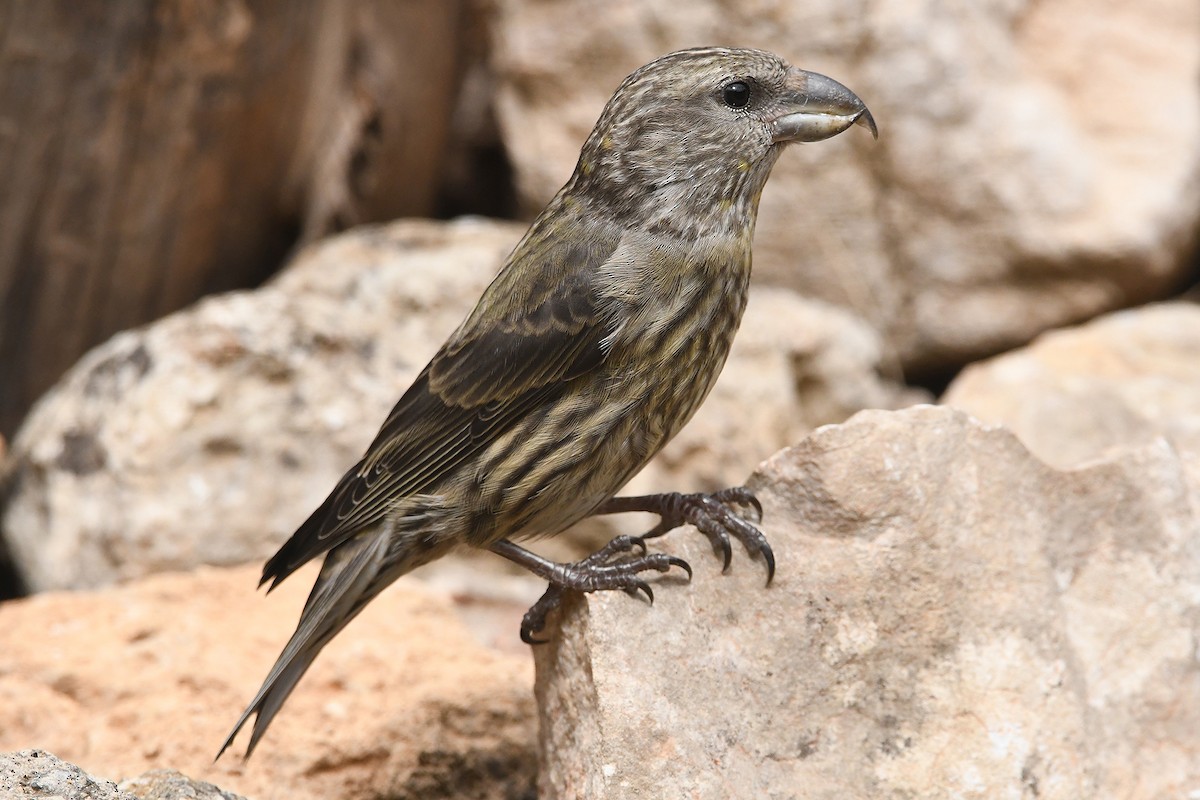 Red Crossbill - ML620493205