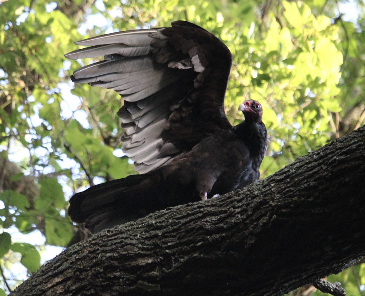 Turkey Vulture - Anonymous