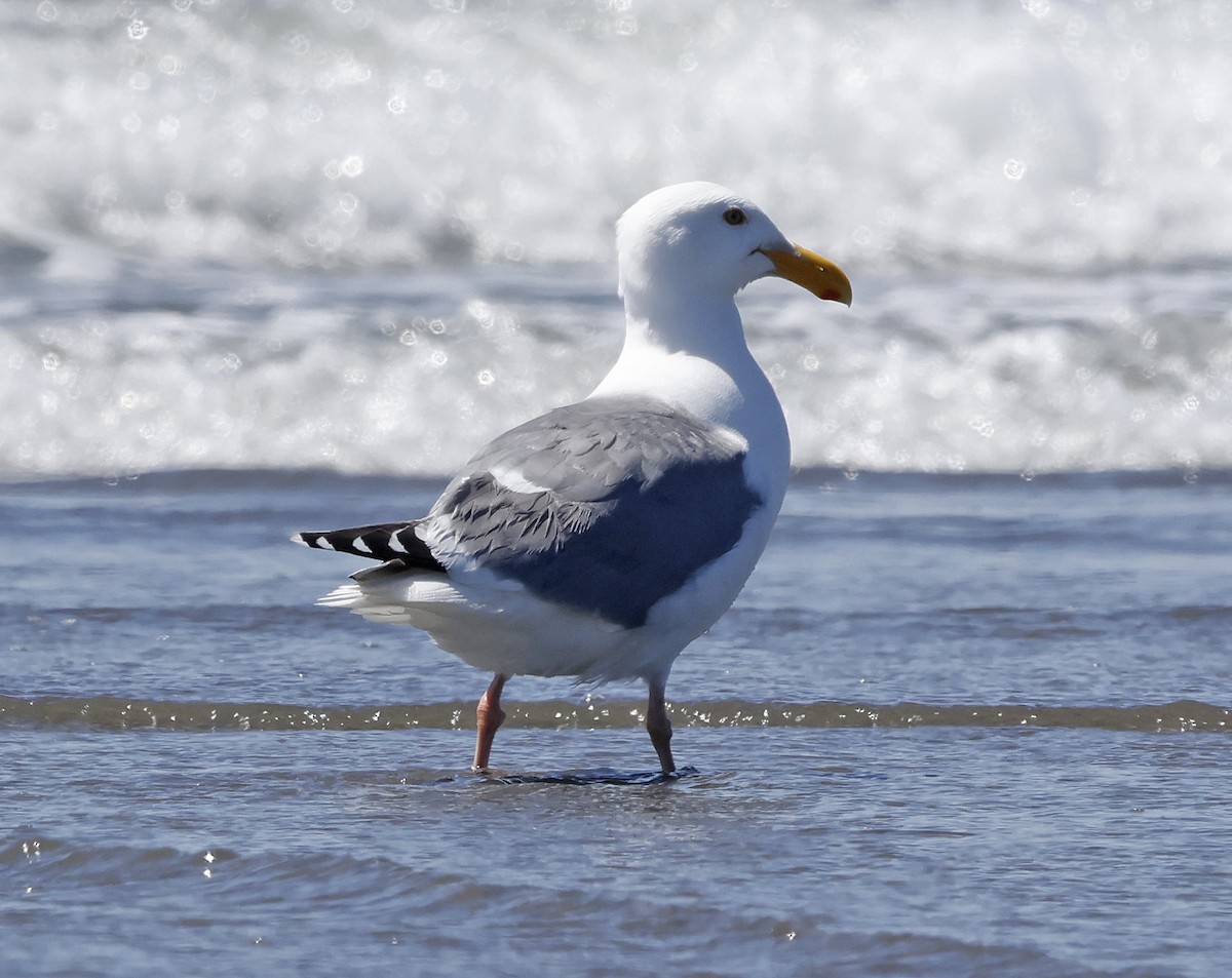 Western Gull - ML620493209