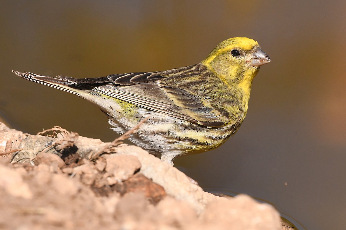 European Serin - ML620493217