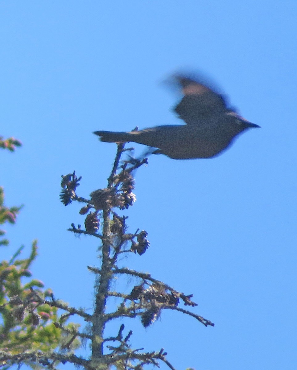 Rusty Blackbird - ML620493222