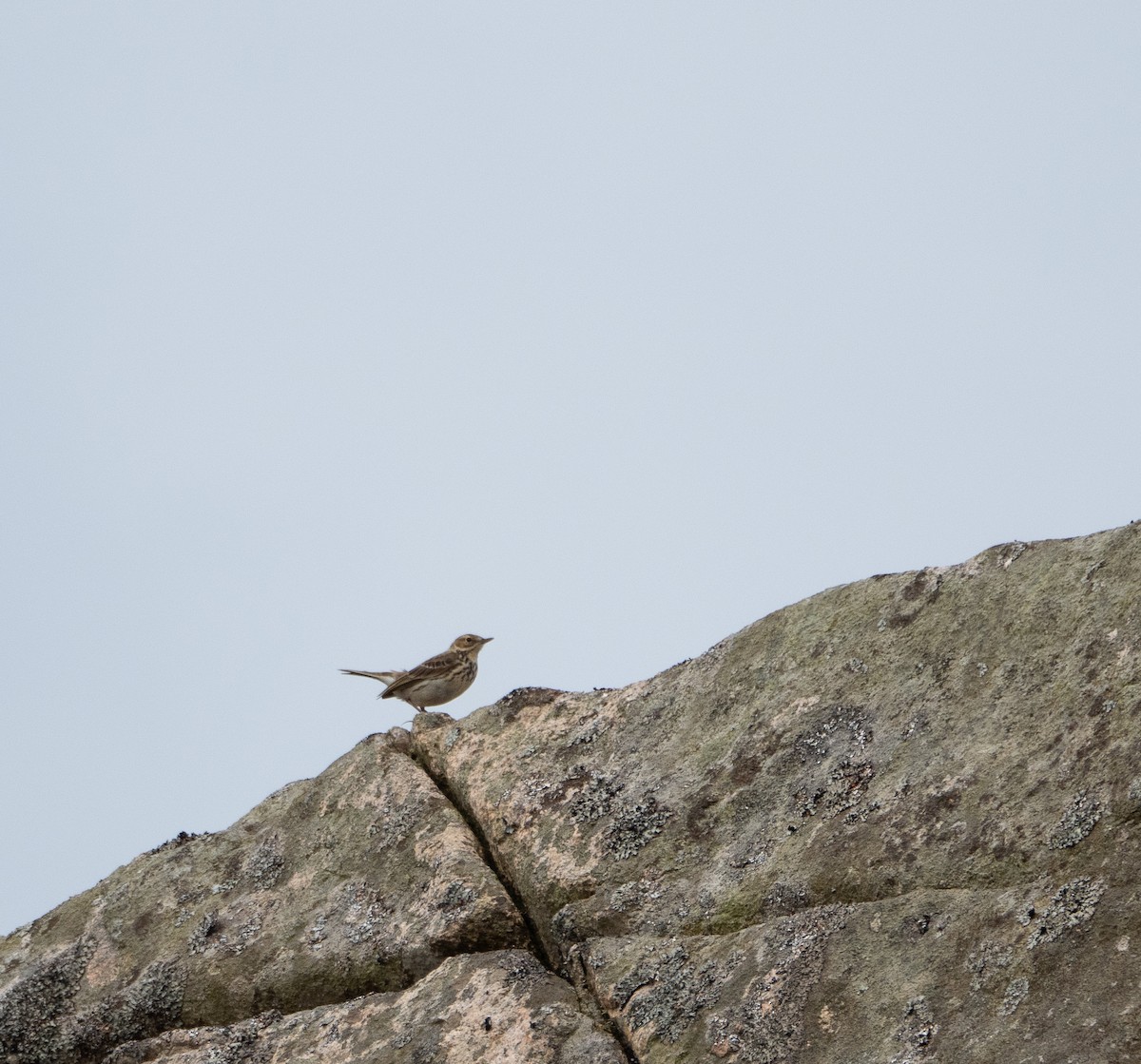 Meadow Pipit - ML620493223