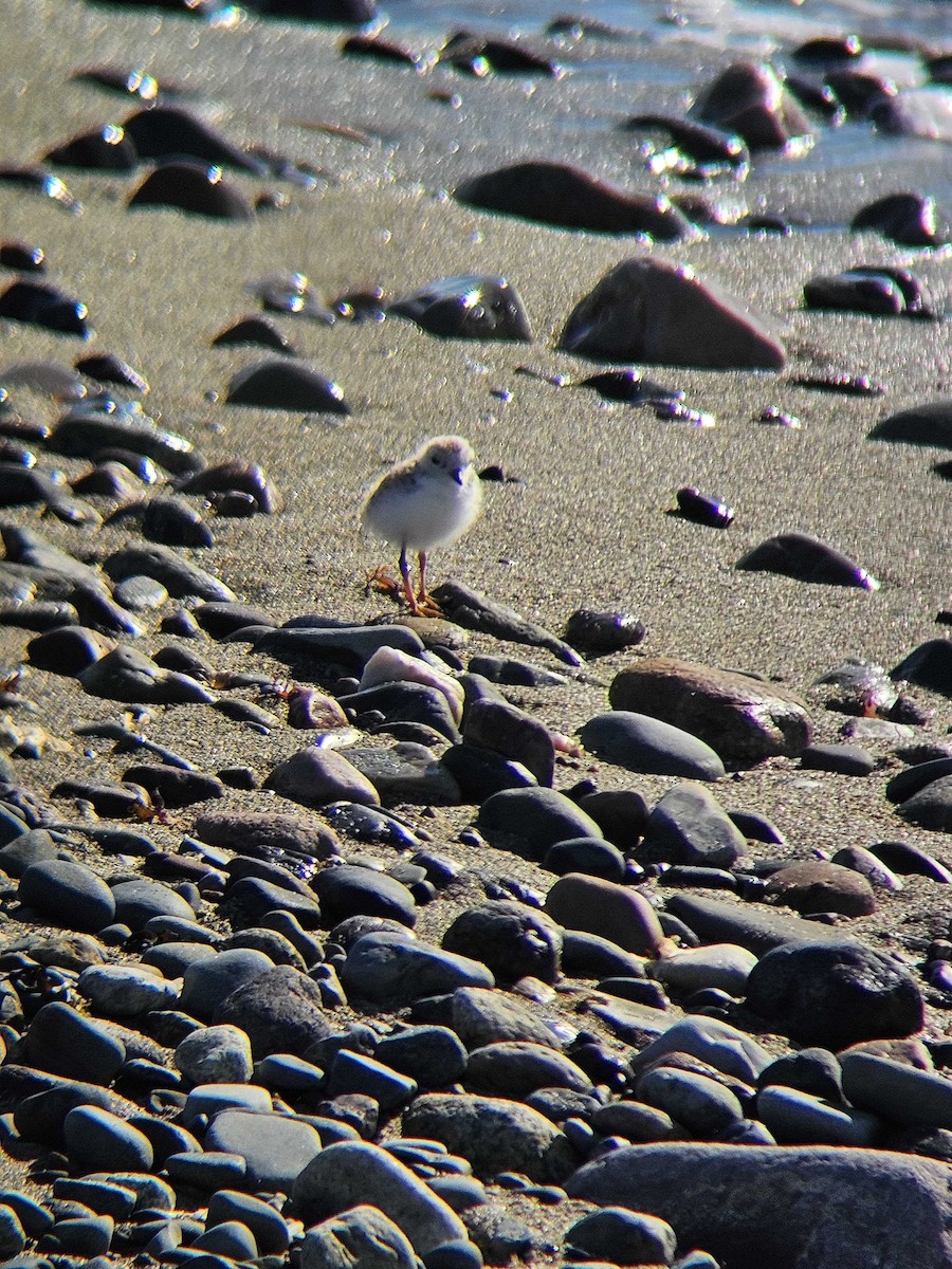 Piping Plover - ML620493224