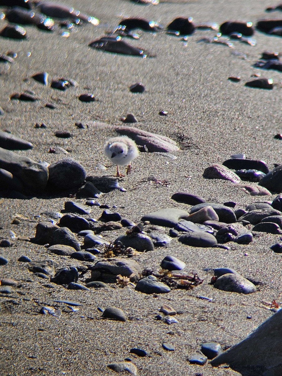 Piping Plover - ML620493226