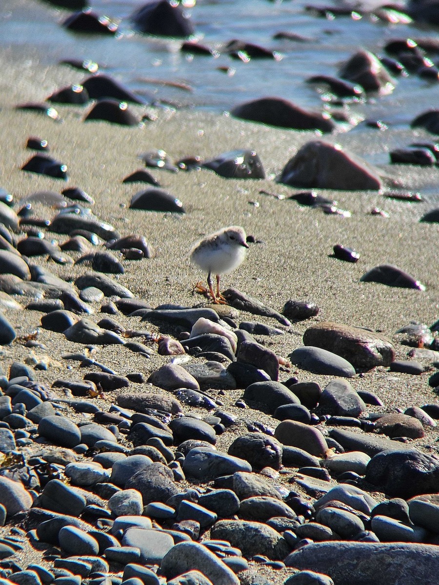 Piping Plover - ML620493227