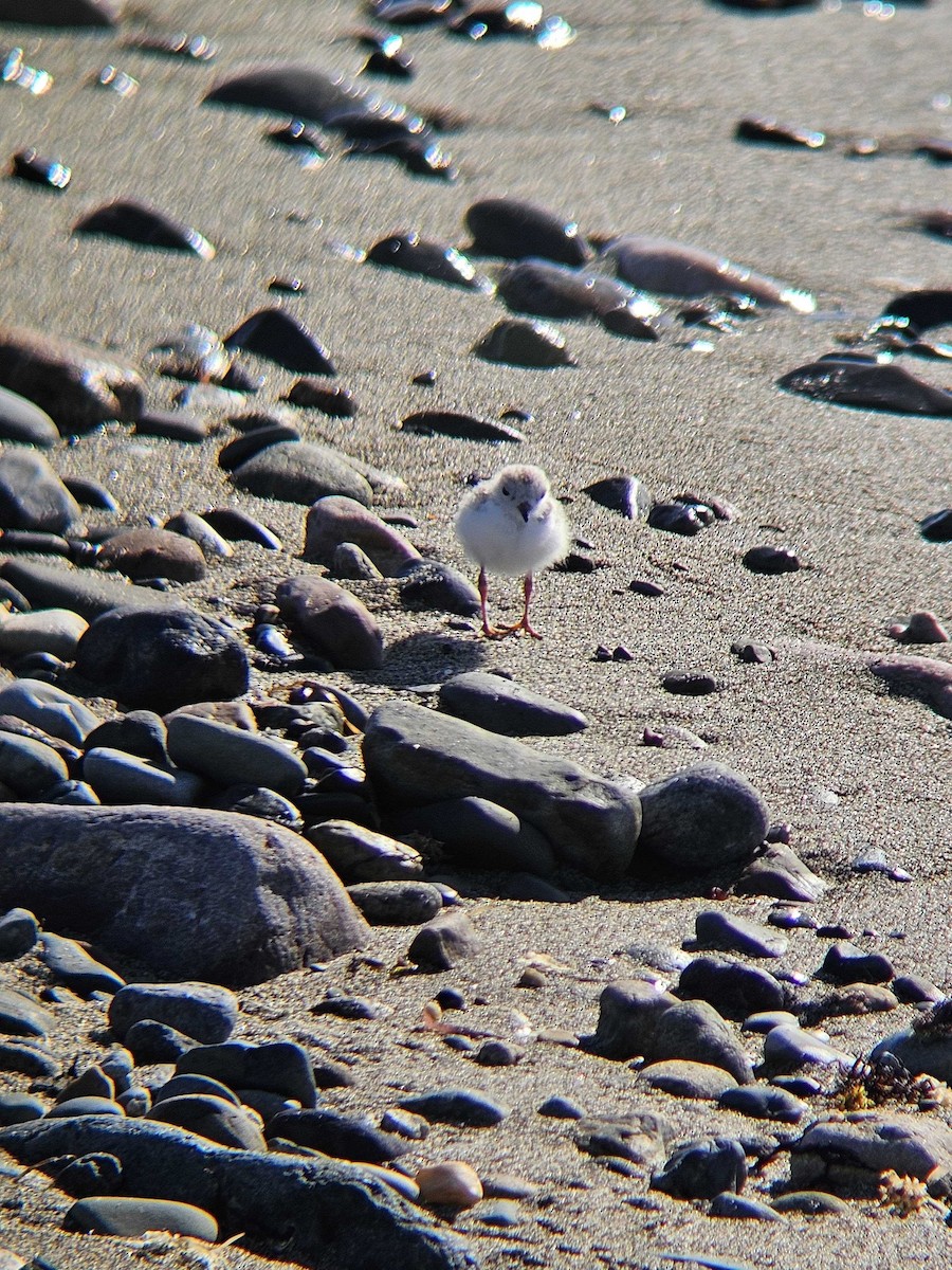 Piping Plover - ML620493229