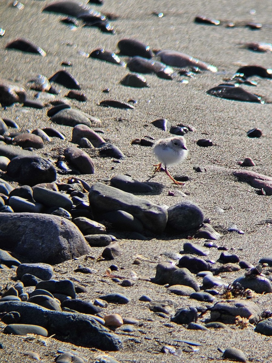 Piping Plover - Andrew Smiles