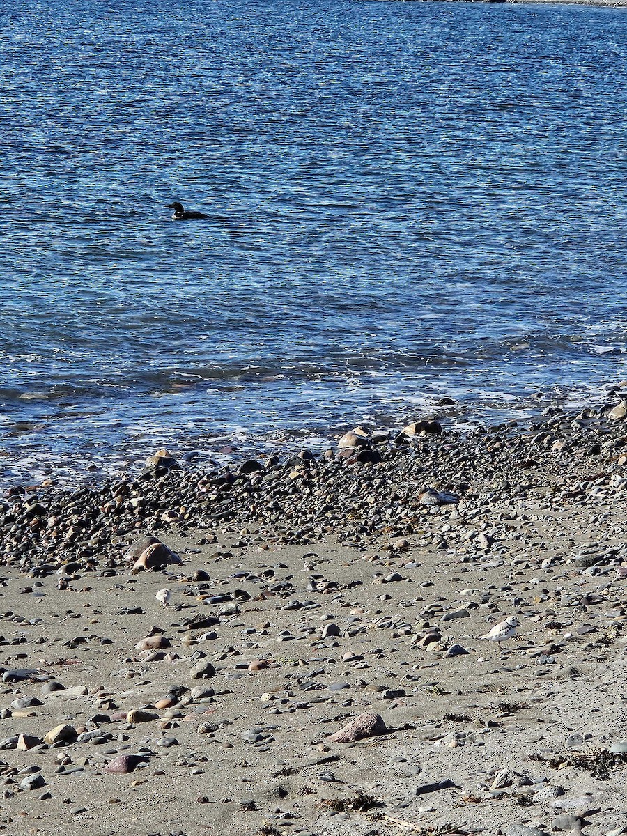 Piping Plover - ML620493231