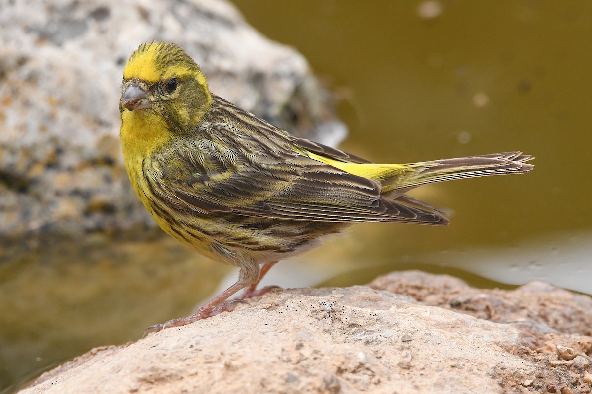 European Serin - ML620493232