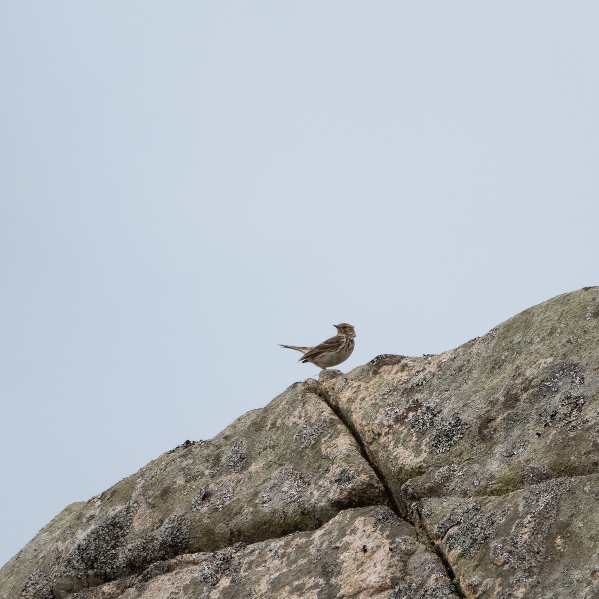 Meadow Pipit - ML620493235