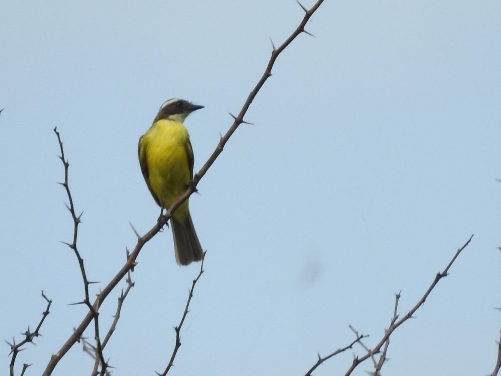 Social Flycatcher - ML620493236