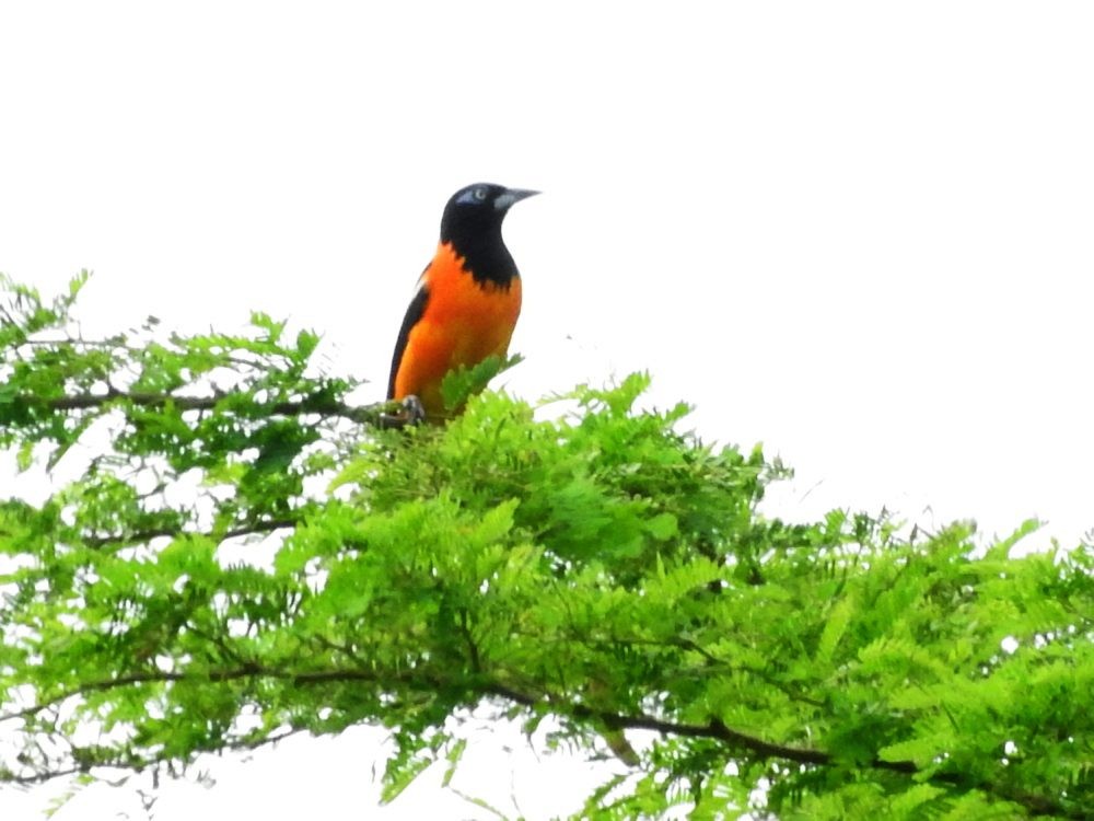 Venezuelan Troupial - Fernando Nunes