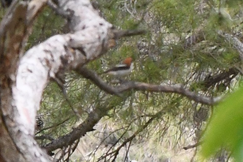 Pie-grièche à tête rousse (badius) - ML620493254