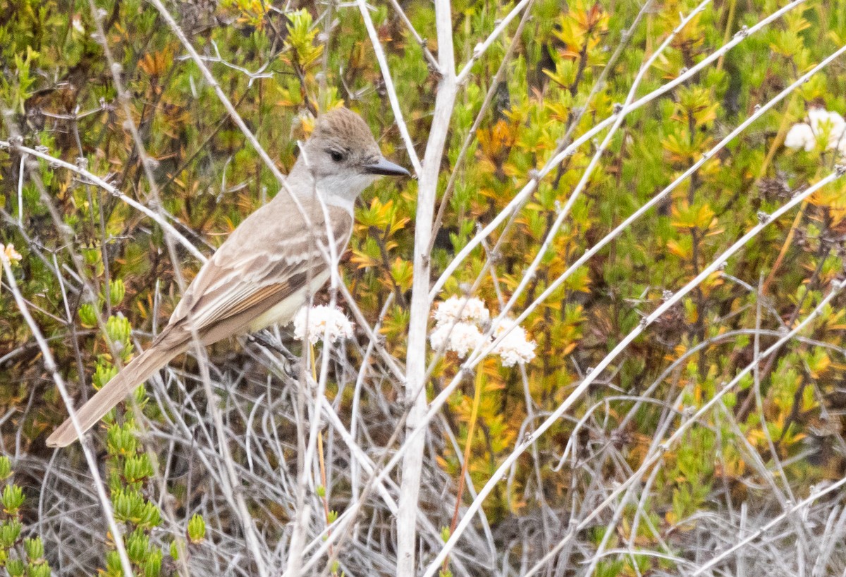 Ash-throated Flycatcher - ML620493256