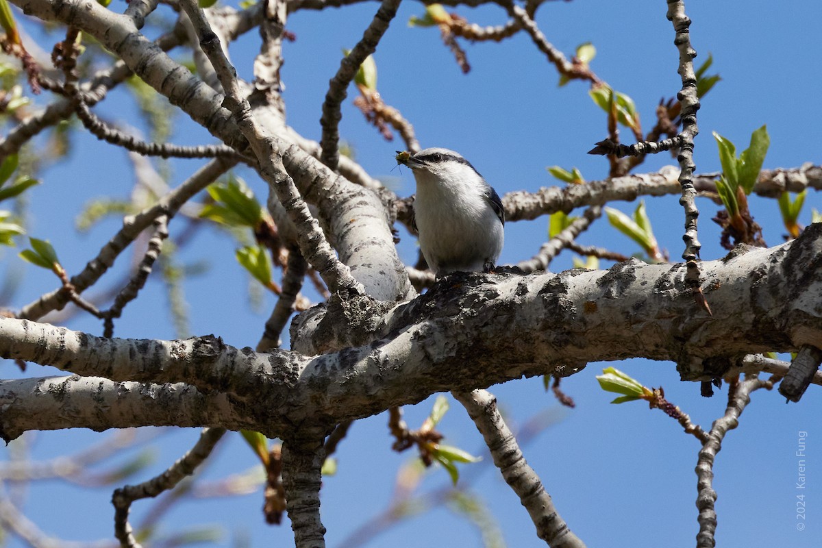 Eurasian Nuthatch - ML620493264