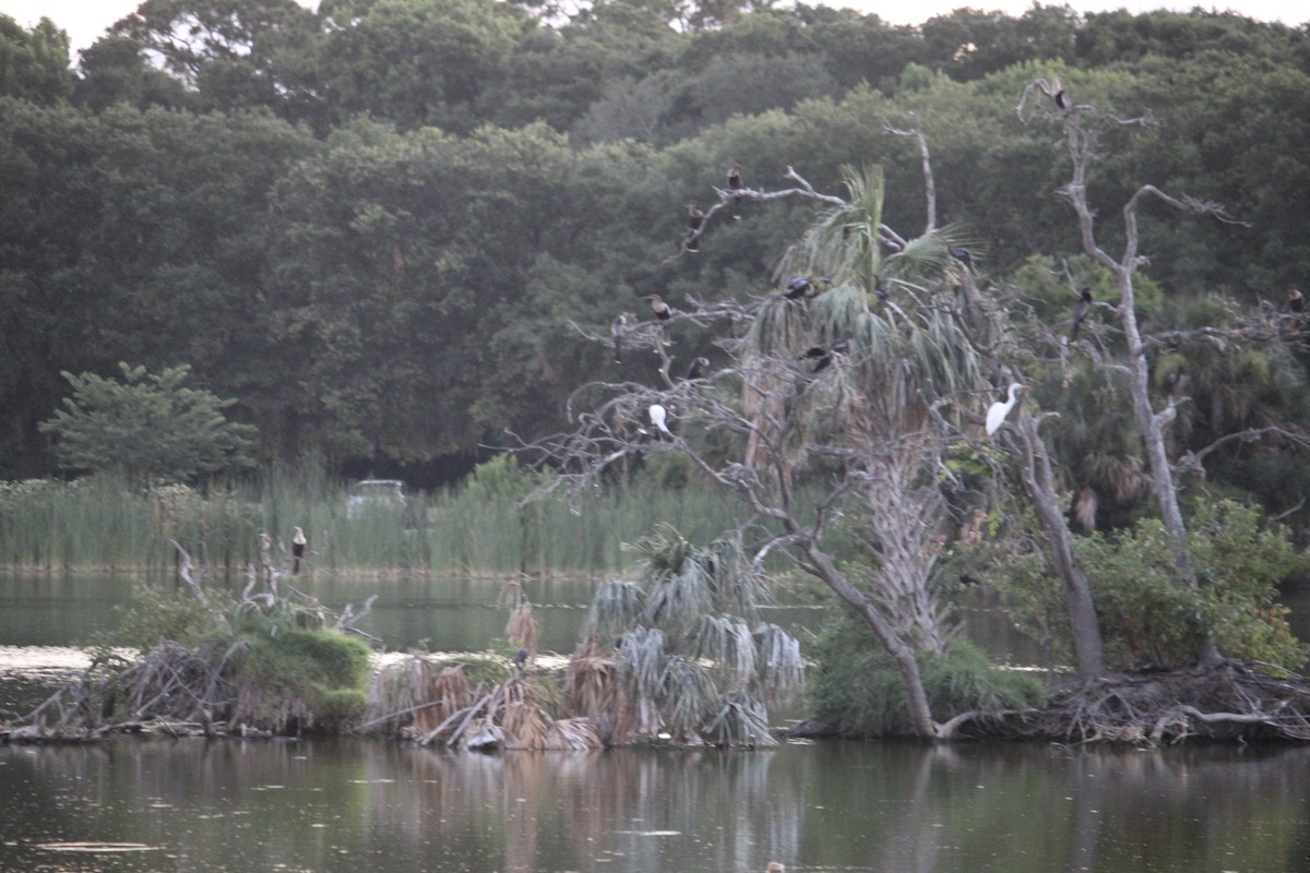 Great Egret - Anonymous