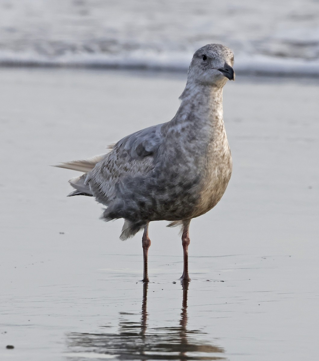 Western x Glaucous-winged Gull (hybrid) - ML620493270