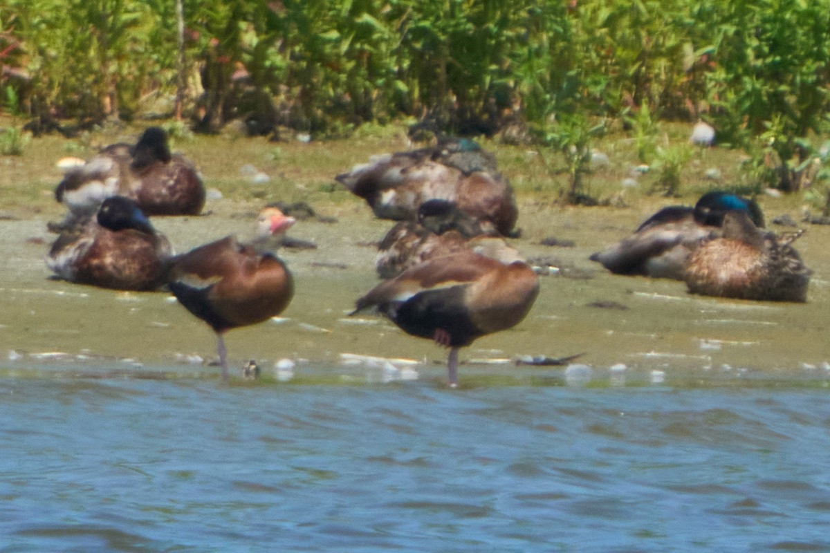 Dendrocygne à ventre noir - ML620493273