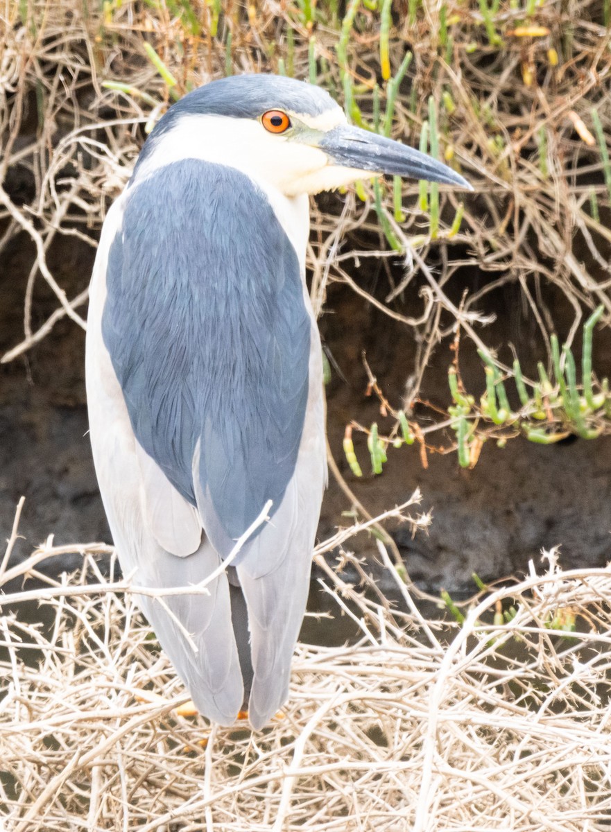 Black-crowned Night Heron - ML620493274