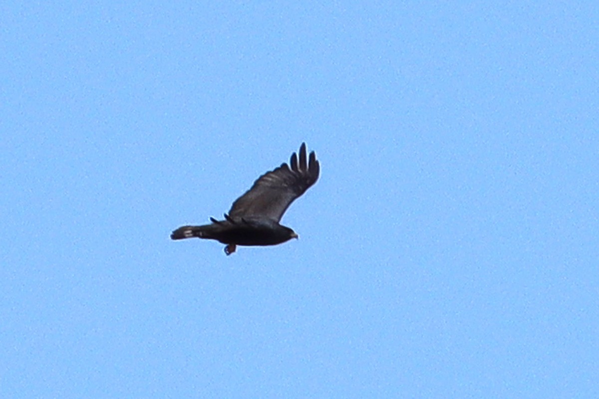 Zone-tailed Hawk - ML620493275