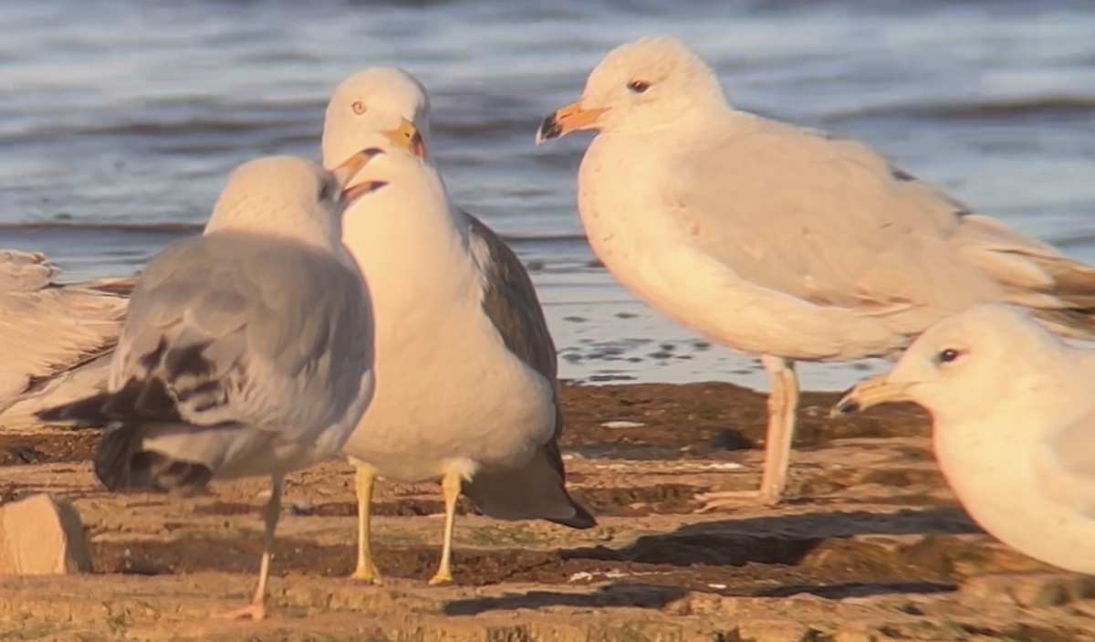 Ring-billed Gull - ML620493276