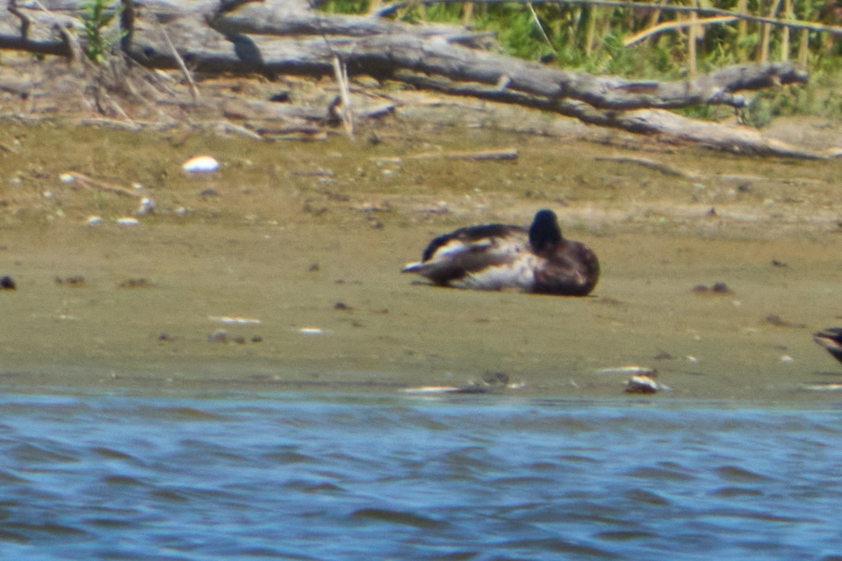 Greater Scaup - ML620493281