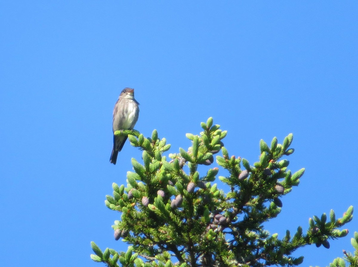 Olive-sided Flycatcher - ML620493284