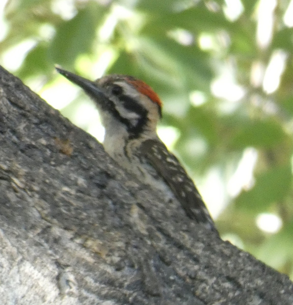 Ladder-backed Woodpecker - ML620493285