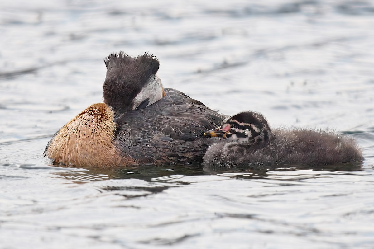 Red-necked Grebe - ML620493287
