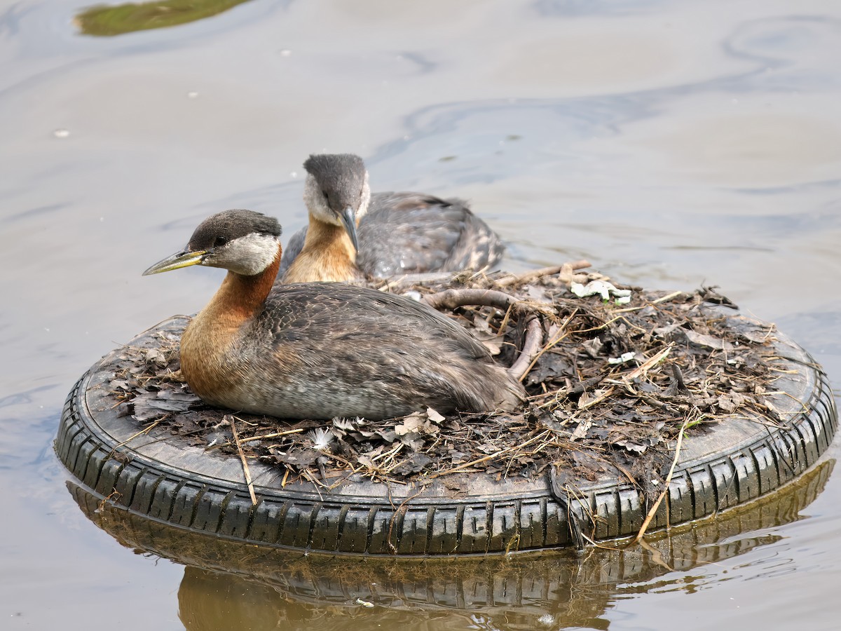 Red-necked Grebe - ML620493290