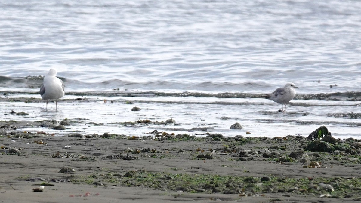 Short-billed Gull - ML620493291