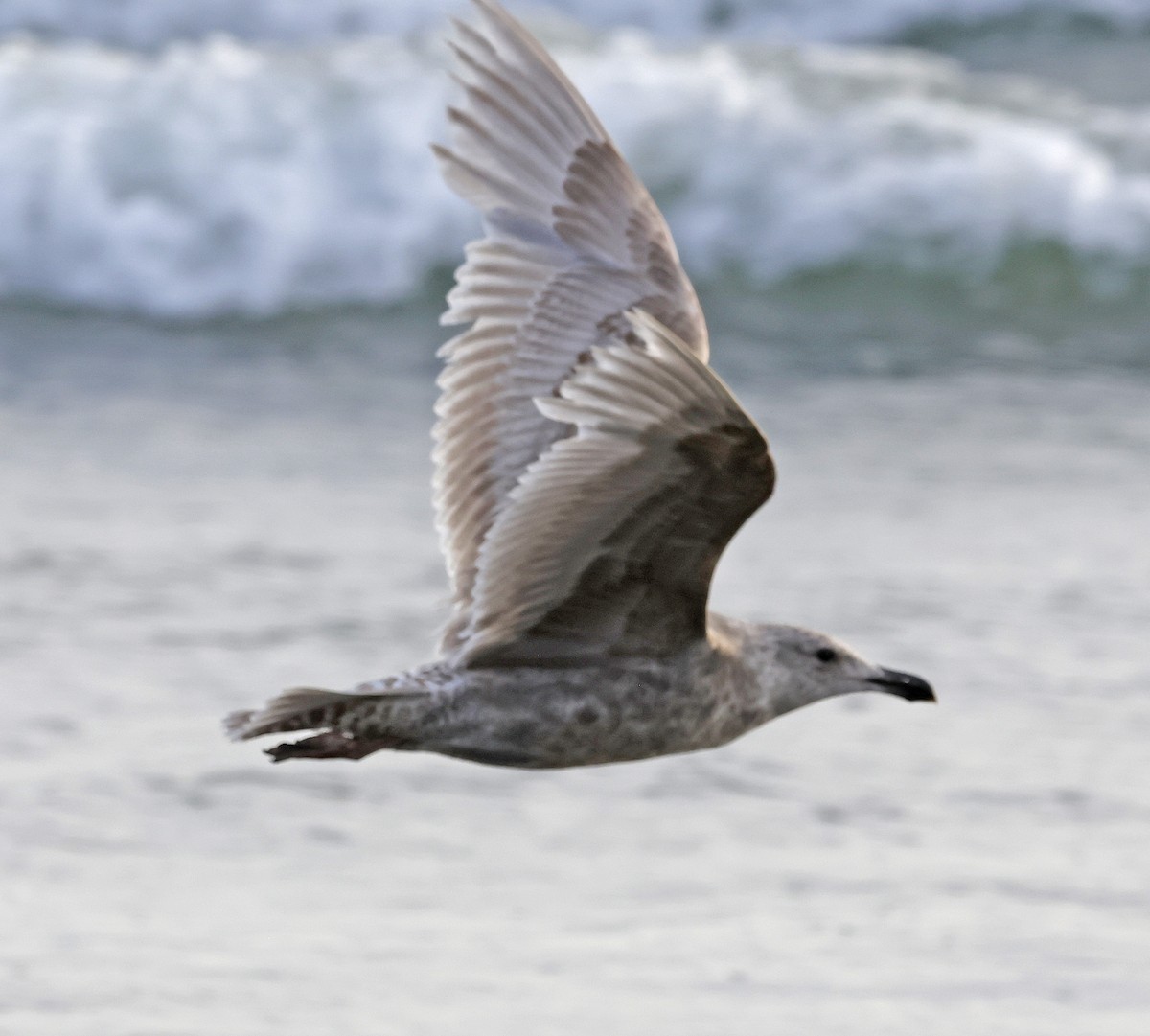 Western x Glaucous-winged Gull (hybrid) - ML620493293