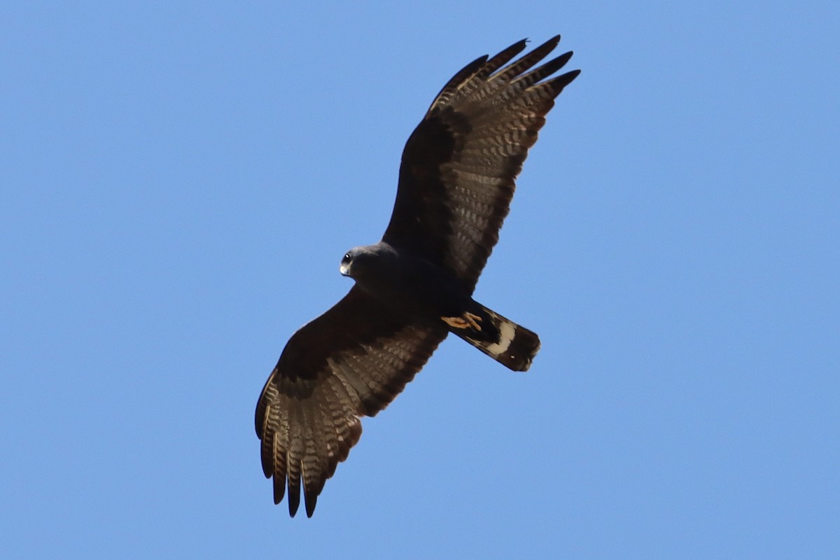 Zone-tailed Hawk - ML620493294