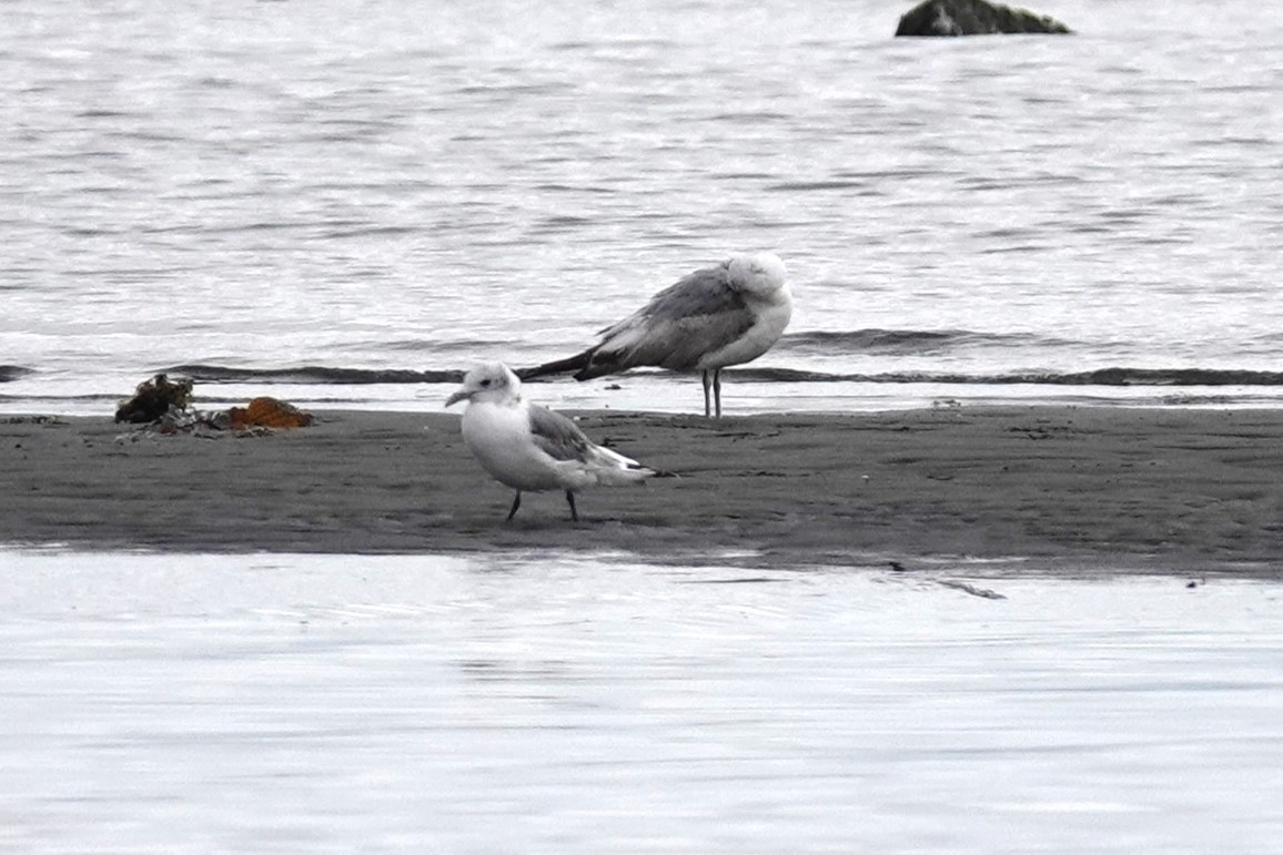 Gaviota Tridáctila - ML620493298