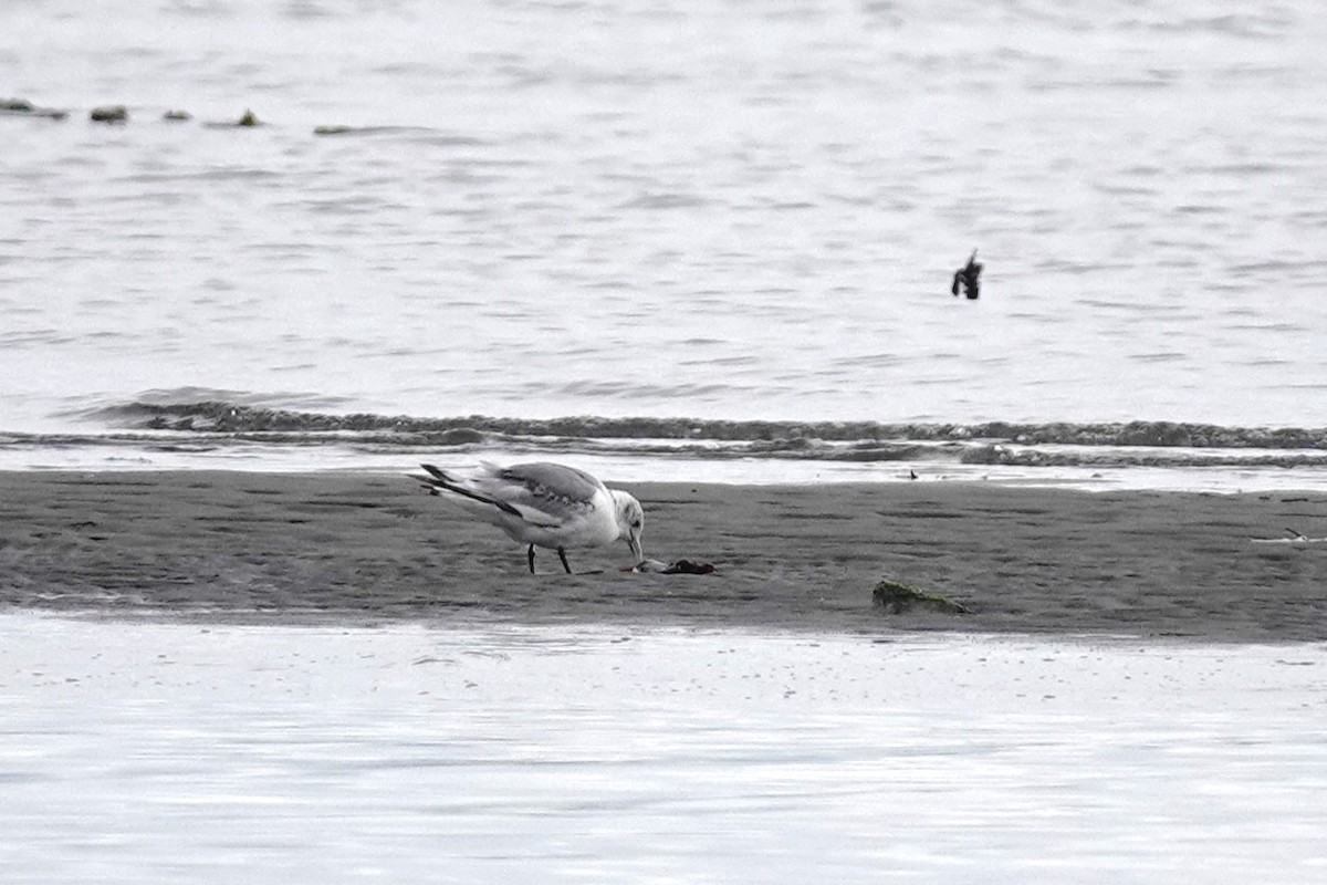 Black-legged Kittiwake - ML620493299