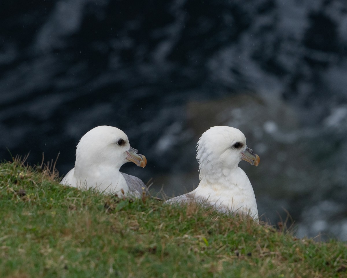 Northern Fulmar - Simon Rothman