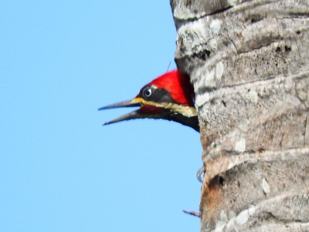 Lineated Woodpecker - ML620493308