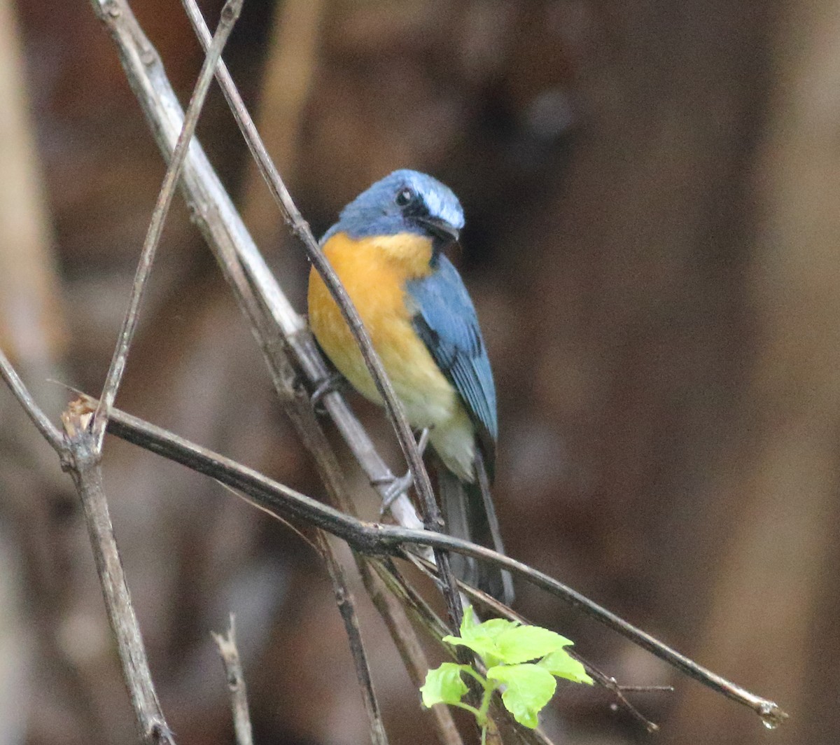 Tickell's Blue Flycatcher - ML620493317