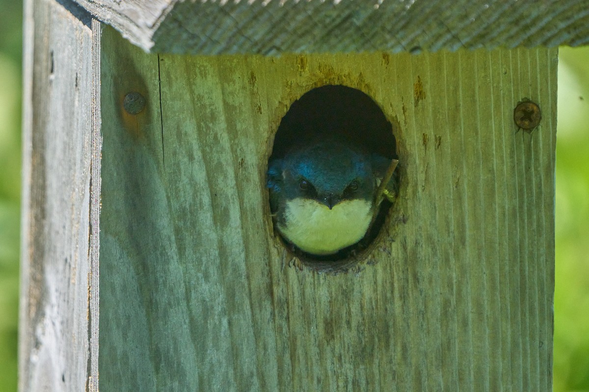 Tree Swallow - ML620493318