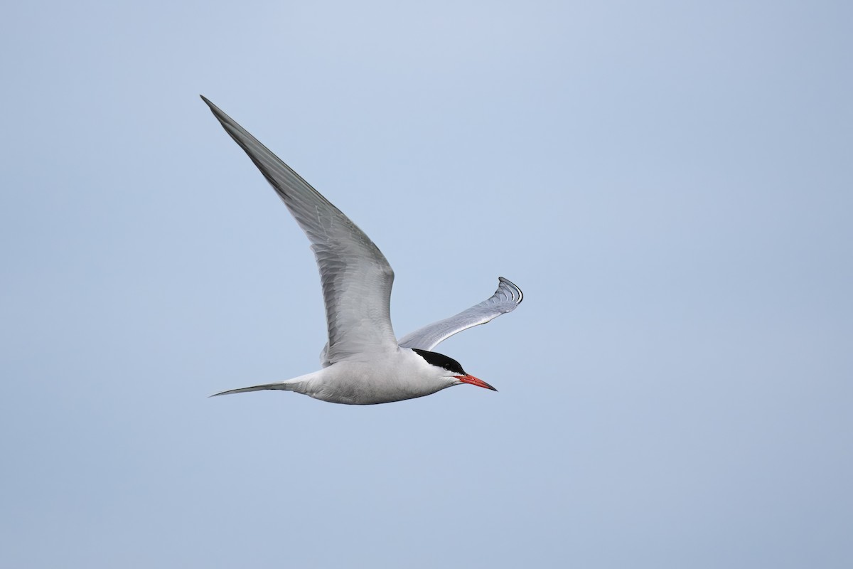 Common Tern - ML620493319