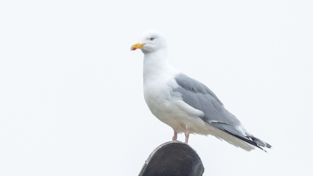 Herring Gull (European) - ML620493321