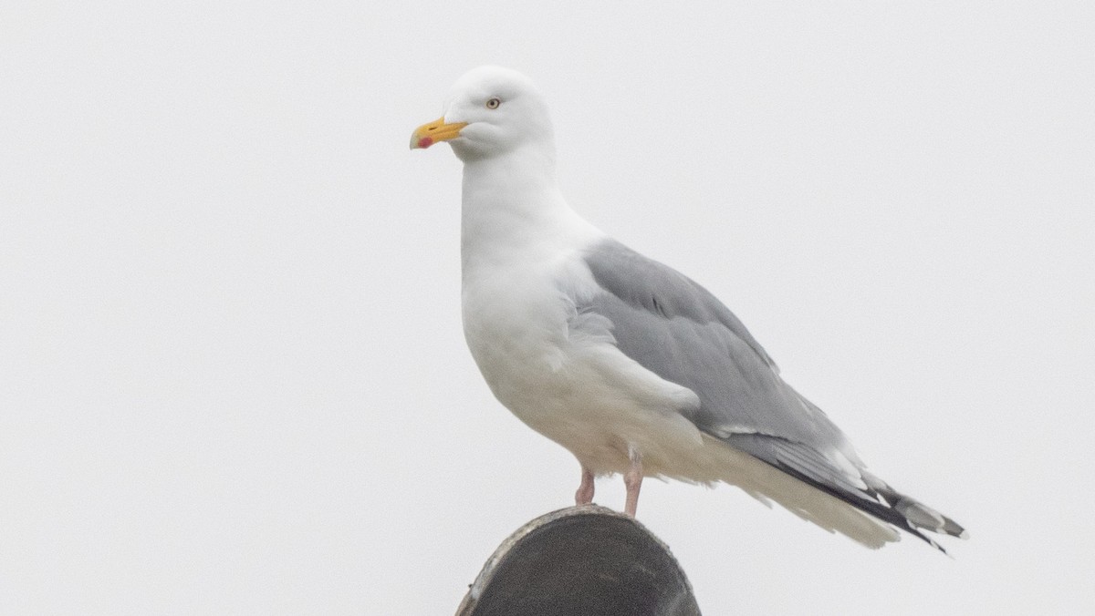 セグロカモメ（argentatus／argenteus） - ML620493322